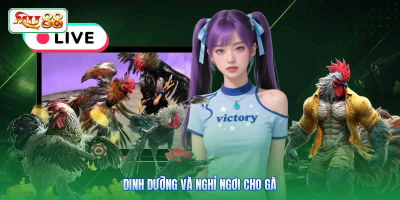 Dinh dưỡng và nghỉ ngơi cho gà