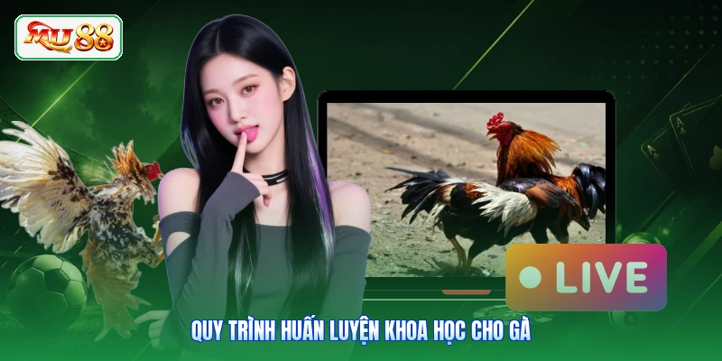 Quy trình huấn luyện khoa học cho gà