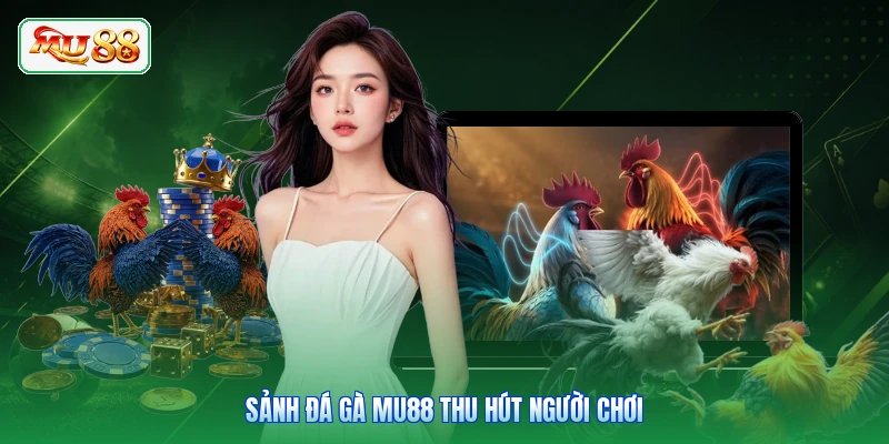 Sảnh đá gà MU88 thu hút người chơi